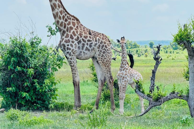Chobe Safari from Victoria Falls: Game Drive & Cruise