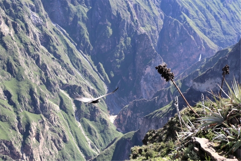 Von Arequipa aus: Ganztagestour zum Colca Canyon