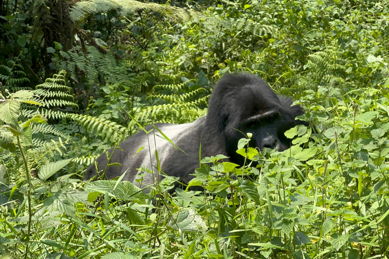 Passeio de 3 dias ao Gorila Mgahinga Gorilla NP Uganda via Ruanda