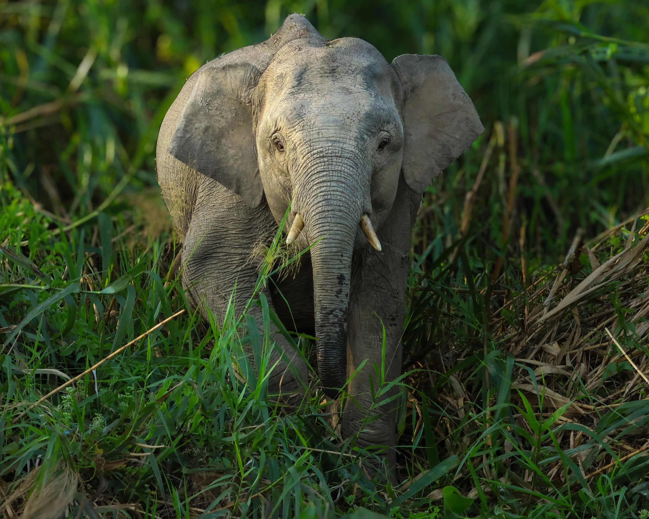 Sabah: Tour nach Sepilok, zum Kinabatangan und ins Danum Valley
