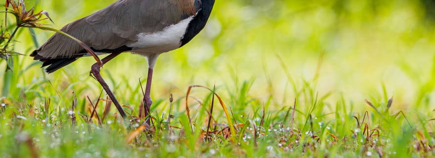 Uvita : Observation des oiseaux