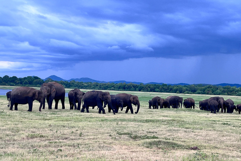 Parque Nacional de Minneriya : Safari en Jeep con entradas