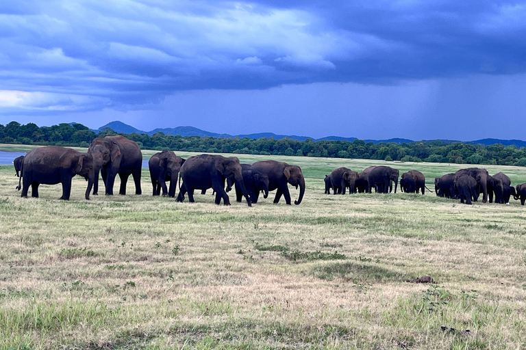 Parque Nacional de Minneriya : Safari en Jeep con entradas