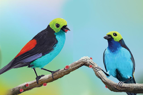 Alter do Chão: Amazon Wildlife Safari & Birdwatching Alter do Chão: Amazon Wildlife Safari & Birdwatching AM