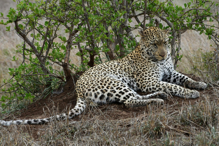 Udaipur to Jodhpur: Ranakpur Temple & Jawai Leopard Safari