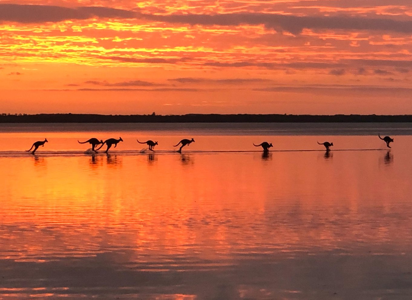 Noosa: Everglades Explorer-krydstogt med valgfri kanosejlads