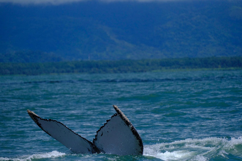 Uvita: Whale Watching Tour in Marino Ballena National Park