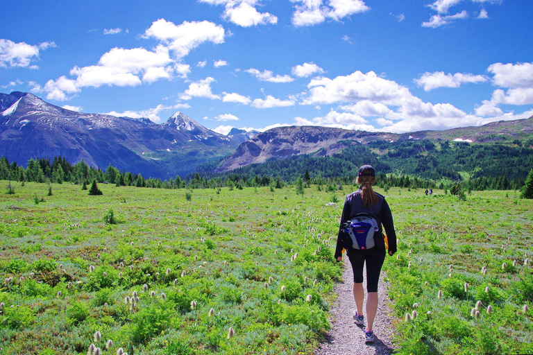 Banff: PRIVATE Guided Nature Walk - 2hrs