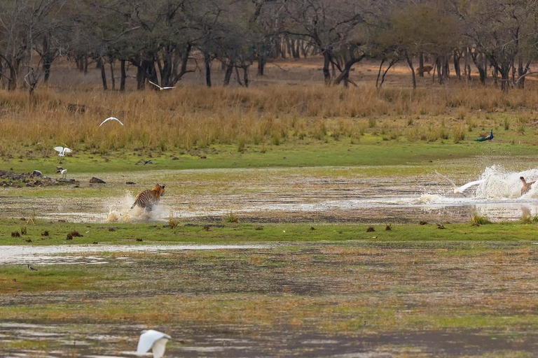 Ranthambore National Park Day Trip With Safari