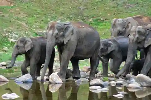 Munnar: Safari in jeep ad Anakulam con cascata ed elefante