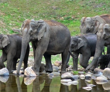 Munnar: Anakulam Jeep Safari with Waterfall and Elephant