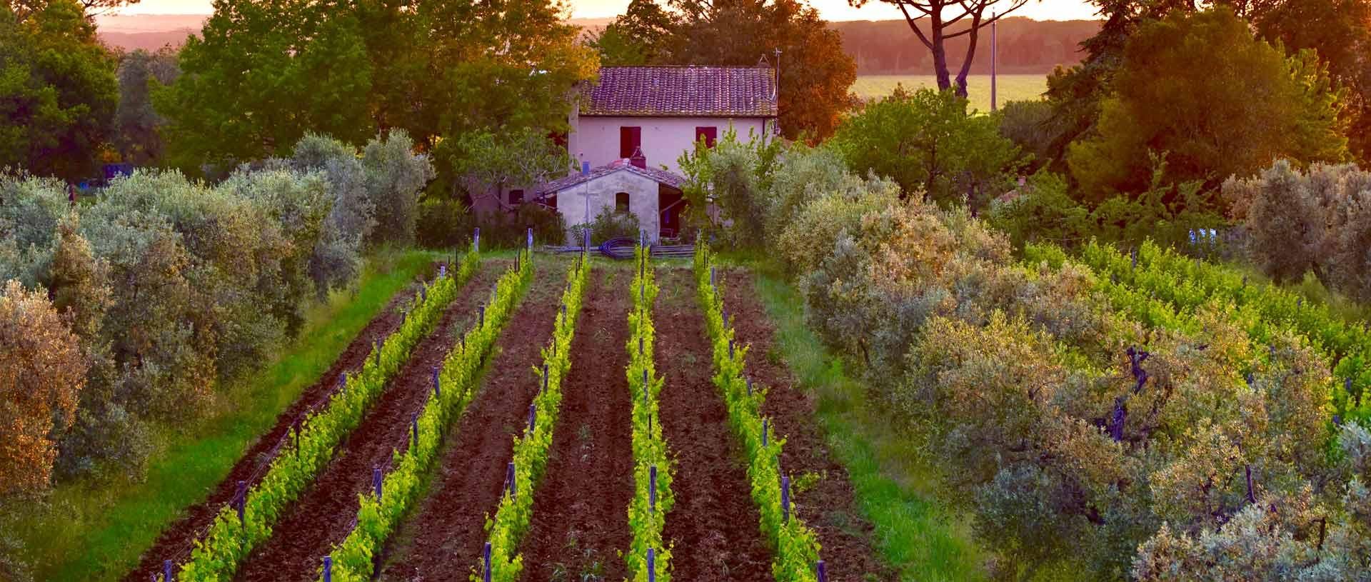 Bolgheri: Kochkurs und Weinprobe in der Toskana