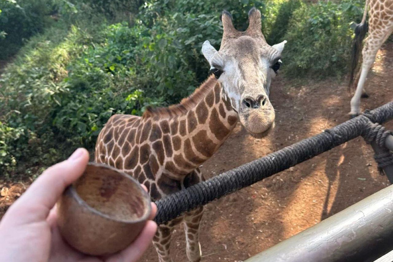 Nairobi: Giraffe Center Day Trip