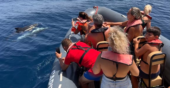 From Lagoa: Dolphins & Ponta da Piedade with biologist guide