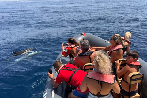 De Portimão : Observation des dauphins et du littoral de Lagos avec un biologiste