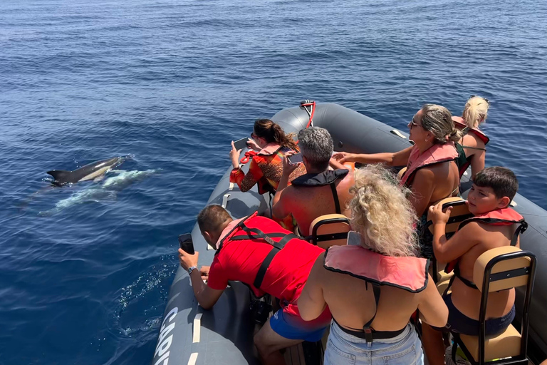 De Portimão : Observation des dauphins et du littoral de Lagos avec un biologiste