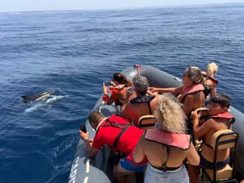 Desde Lagoa: Delfines y Ponta da Piedade con guía biólogo