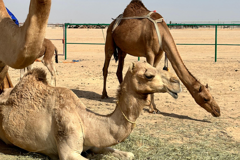 Safari nel deserto di lusso con pernottamento a Salalah