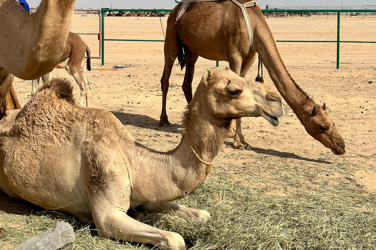 Safári de luxo com pernoite no deserto em Salalah