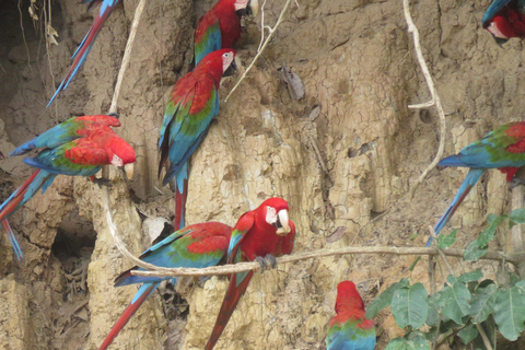 Puerto Maldonado: Tambopata Expeditions 4 Days (expeditions) Puerto Maldonado: Tambopata Expeditions 4 days (expeditions)