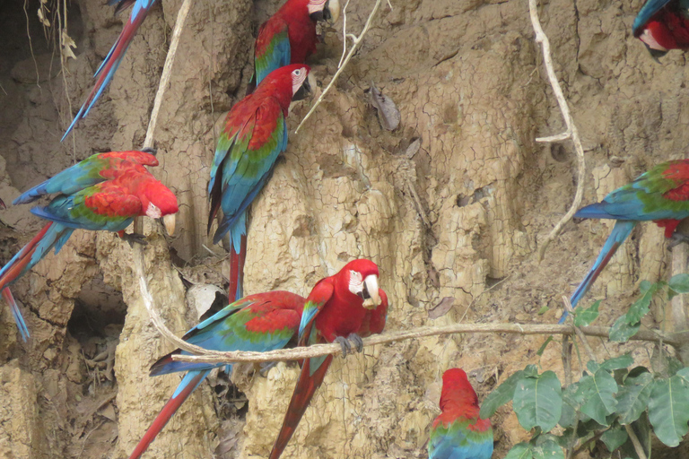 Puerto Maldonado: Tambopata Expeditions 4 Days (expeditions) Puerto Maldonado: Tambopata Expeditions 4 days (expeditions)