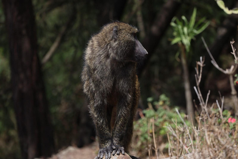 From Addis: Blue Nile Gorge, Baboons & Waterfalls