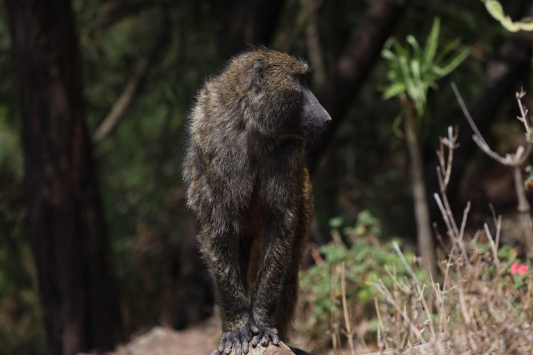 From Addis: Blue Nile Gorge, Baboons & Waterfalls