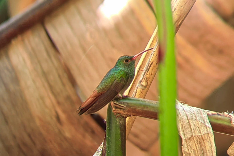 Manuel Antonio Park: Guided Tour to see animals &amp; beach timePrivate tour