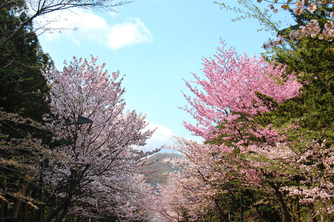 From Sapporo: Otaru and Hokkaido Shrine Day Trip Shared Tour, Meet at Sapporo Station
