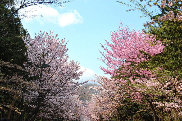 From Sapporo: Otaru and Hokkaido Shrine Day Trip Shared Tour, Meet at Sapporo Station