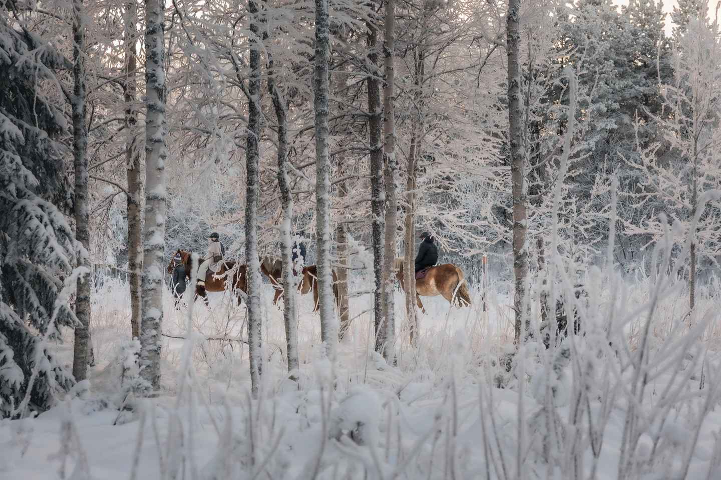 Rovaniemi: Reiðferð með Finnhestum við SCV