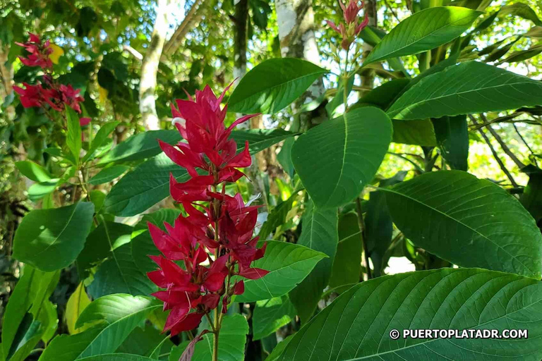 Vlindertuin Plus Apen en sigaren Puerto Plata-tourVlindertuin Plus Apen en sigaren in Puerto Plata