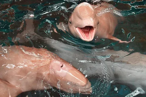 Koh Samui: Pink Dolphin Watching & Snorkeling Tour