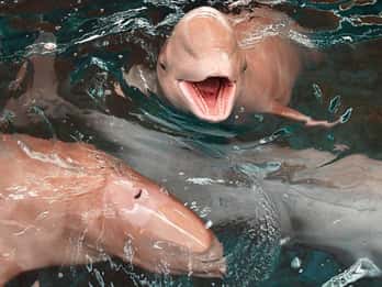 Koh Samui: Pink Dolphin Watching & Snorkeling Tour