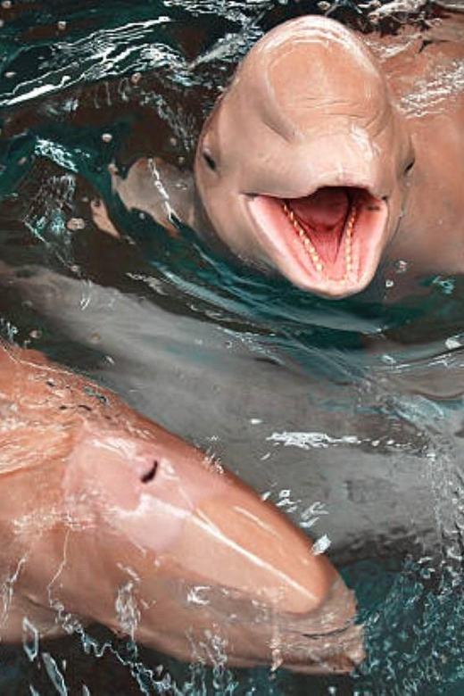 Dolphin オーシャンドルフィンピンク Join In Koh Samui Pink Dolphin Sightseeing And Snorkelling Tour in