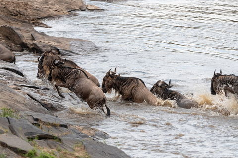 Viaggio di un giorno da Nairobi a Maasai Mara - AWNairobi: Escursione di un giorno nella Riserva Nazionale di Maasai Mara - Privato
