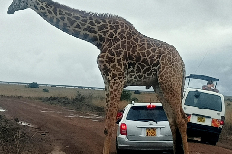 Parque Nacional del Lago Nakuru desde NairobiOpción Estándar