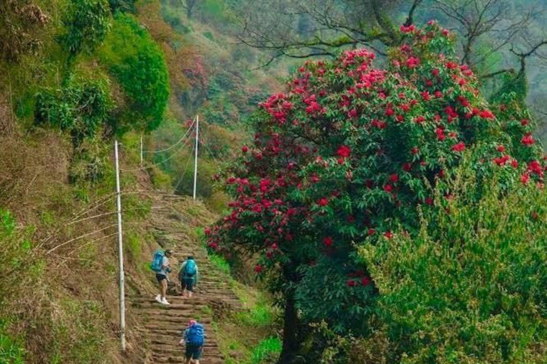 Pokhara: Small Group Day Hike to Australian Camp