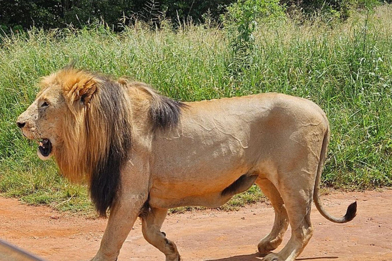 Johannesburg: Rhino & Lion Nature Reserve Half Day Tour