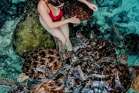 ZANZIBAR: Sea Turtles Swimming, Location Nungwi or Kizimkazi Salaam Cave Feeding & Swimming with and Sea Turtles