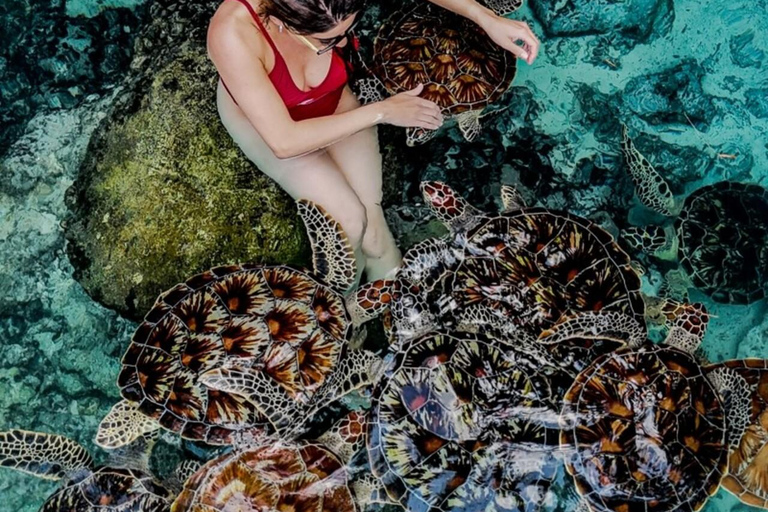 ZANZIBAR: Sea Turtles Swimming, Location Nungwi or Kizimkazi Salaam Cave Feeding & Swimming with and Sea Turtles