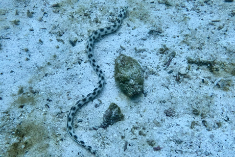 MERGULHO EM MOSQUERA - TESOUROS DE MERGULHO NAS GALÁPAGOS