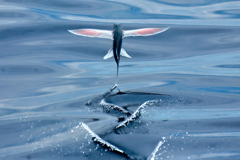 Whale and Dolphin Watching with Vila Franca Islet Visit