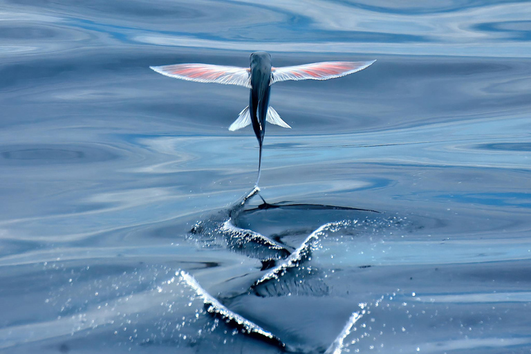 Whale and Dolphin Watching with Vila Franca Islet Visit