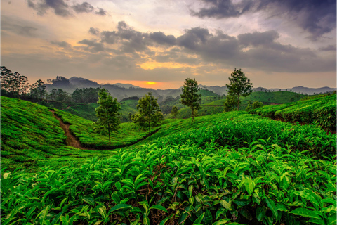 Cochin : Visite de nuit de la station de montagne de Munnar et de son jardin de thé