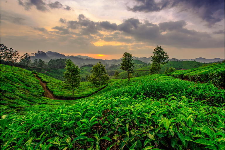 Cochin: Munnar Hill Station Tea Garden Tour mit Übernachtung