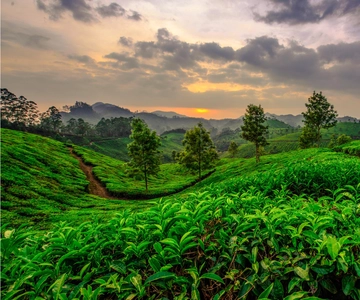 Cochin: 4-Day Private Tour of Munnar, Alleppey & Backwaters