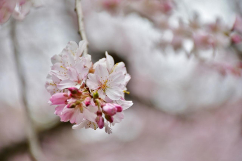 Tokyo : SAKURA Wagashi et essai de thé dans un jardin japonaisTokyo : SAKURA Wagashi et dégustation de thé dans un jardin japonais