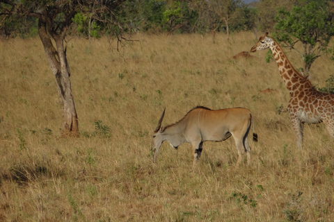 Safari de 2 días al Parque Nacional del Lago Mburo desde Entebbe/Kampala.