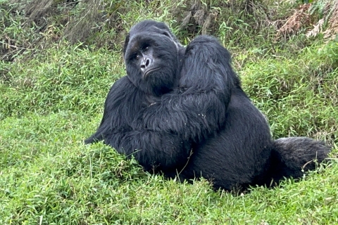 4-dniowe safari w Rwandzie i trekking z gorylami